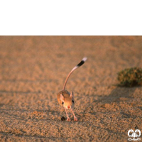 گونه دوپای مصری کوچک Lesser Egyptain jerboa